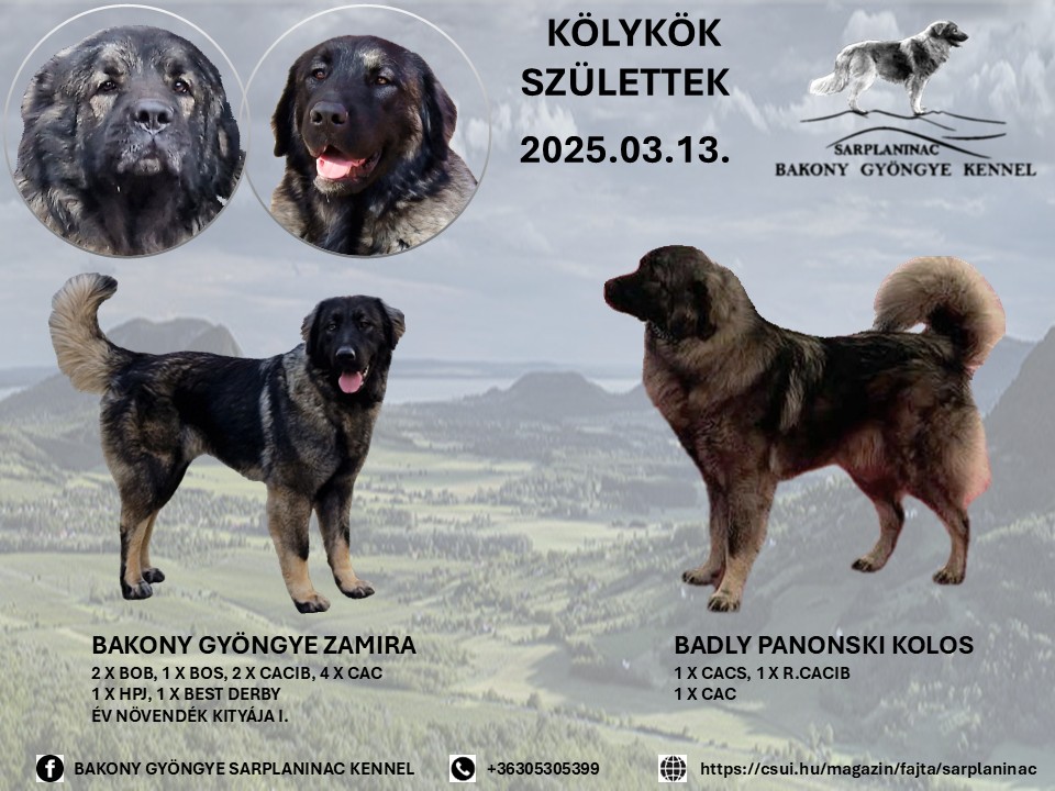 Kölykök Bakony Gyöngye Kennelben